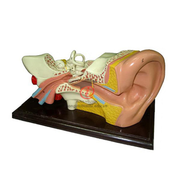 Mô hình Cấu tạo tai người (CSSH2079)